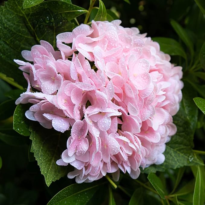 DUYONE 3PCS 22 inch Realistic Artificial Hydrangea Large Flowers Artificial Flowers Dry Flowers Outdoor Wedding Christmas Office Family Party Living Room Table Decoration (Pink)