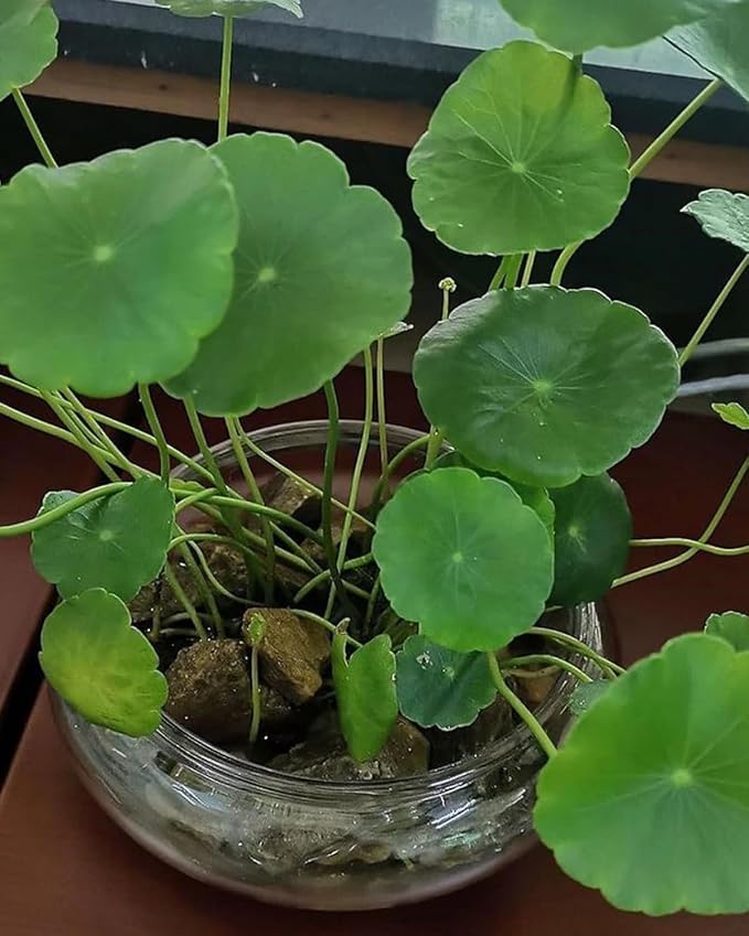 Lotus Bowl Planter 8-Inches Clear Glass Lotus Flower Bowl Indoor Hydroponic Aquatic Plant Bonsai Terrarium No Drainage Hole Table Centerpiece Medium