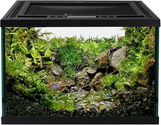 Reptile Glass Terrarium Tank 12 * 12 * 8" Full View with Top Ventilation, Amphibians Habitat Enclosure Cage for Frog,Spiders,Dubia Cockroach,Praying Mantis,Cricket,Tarantula,Hermit Crab