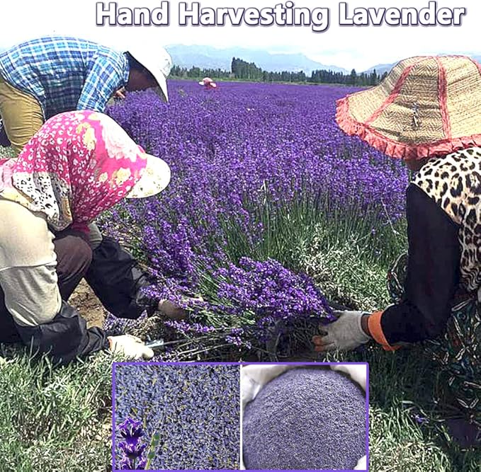 Dried Lavender Flowers, Natural Dried Lavender Buds, Fragrant Dried Lavender Bulk for Drawers and Closets, Wholesale Dried Flowers for Soap, Candle, Sachets, DIY (1/2 Pound)