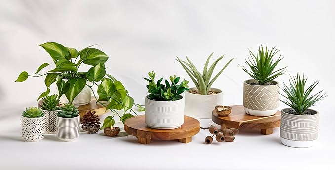 Kurrajong Farmhouse Artificial Plant | 8" Fake Plant for Desk Decor | Artificial Succulent in Pot | Fake Succulent | Faux Plant Indoor | Artificial Greenery for Shelf Decor