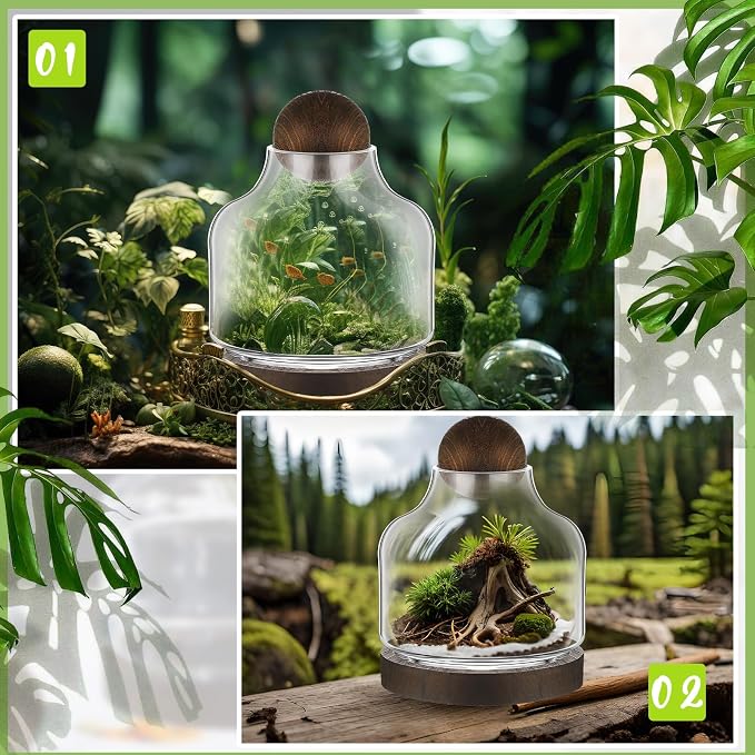 2 Pcs Glass Terrarium Container with Wooden Base and Decorative Ball Lid, 7 Inch DIY Terrarium Jar for Moss, Ferns, Air Plants and Succulents, Mini Indoor Garden Vase for Home Office Desk Decor
