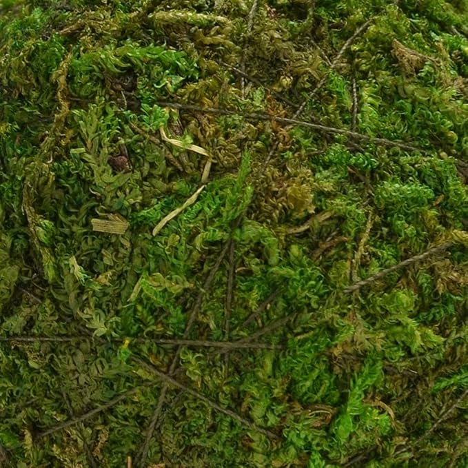 BYHER Natural Green Moss Decorative Ball,Handmade (2"-Set of 12)