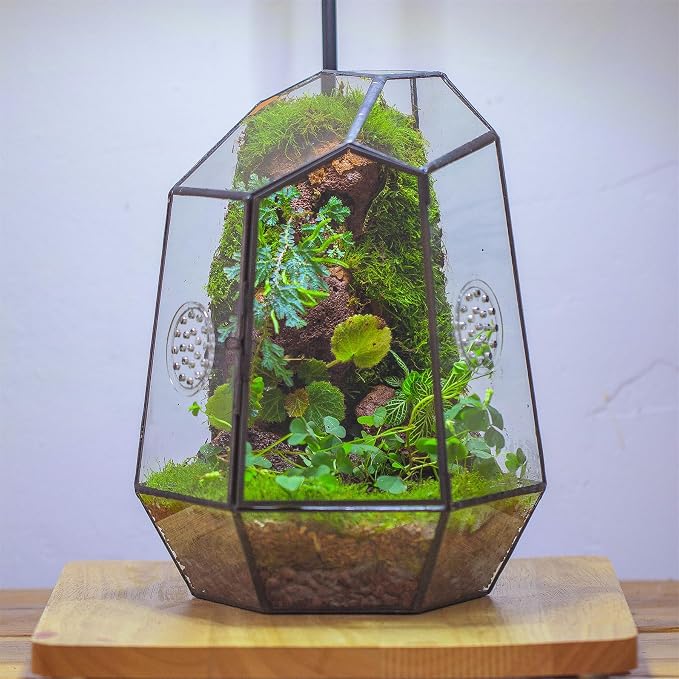 NCYP Closed Geometric Glass Enclosure with Front Opening Door & 2 Vent Holes for Insects, Snail, Moss, Fern - 7.9"x6.9"x9.8" Black Irregular Terrarium - Home Garden Tabletop Decor (No Plants)