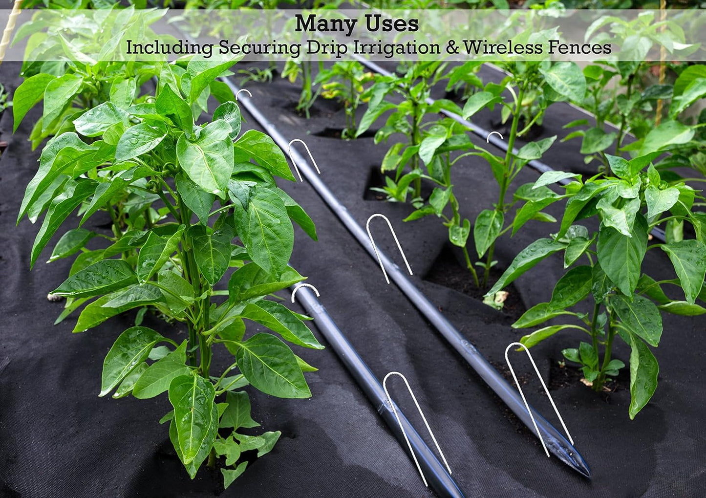 Sandbaggy Galvanized 6-Inch Landscape Staples ~ 9 Gauge Steel - Fabric Pins, Garden Earth Stakes, Ground Cover, Fence Anchors, Lawn Nails ~ Trusted by Organic Farmers Across The USA (1,000 Staples)