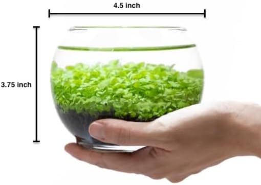 Kraftstories Water Terrarium Kit with Mini Glass Bowl, substrate and seeds | Create Your Own Indoor Garden| DIY Complete Set for Simple, Stunning Growth Unique Gift for nature lover (3.75" H - 4.5" W)