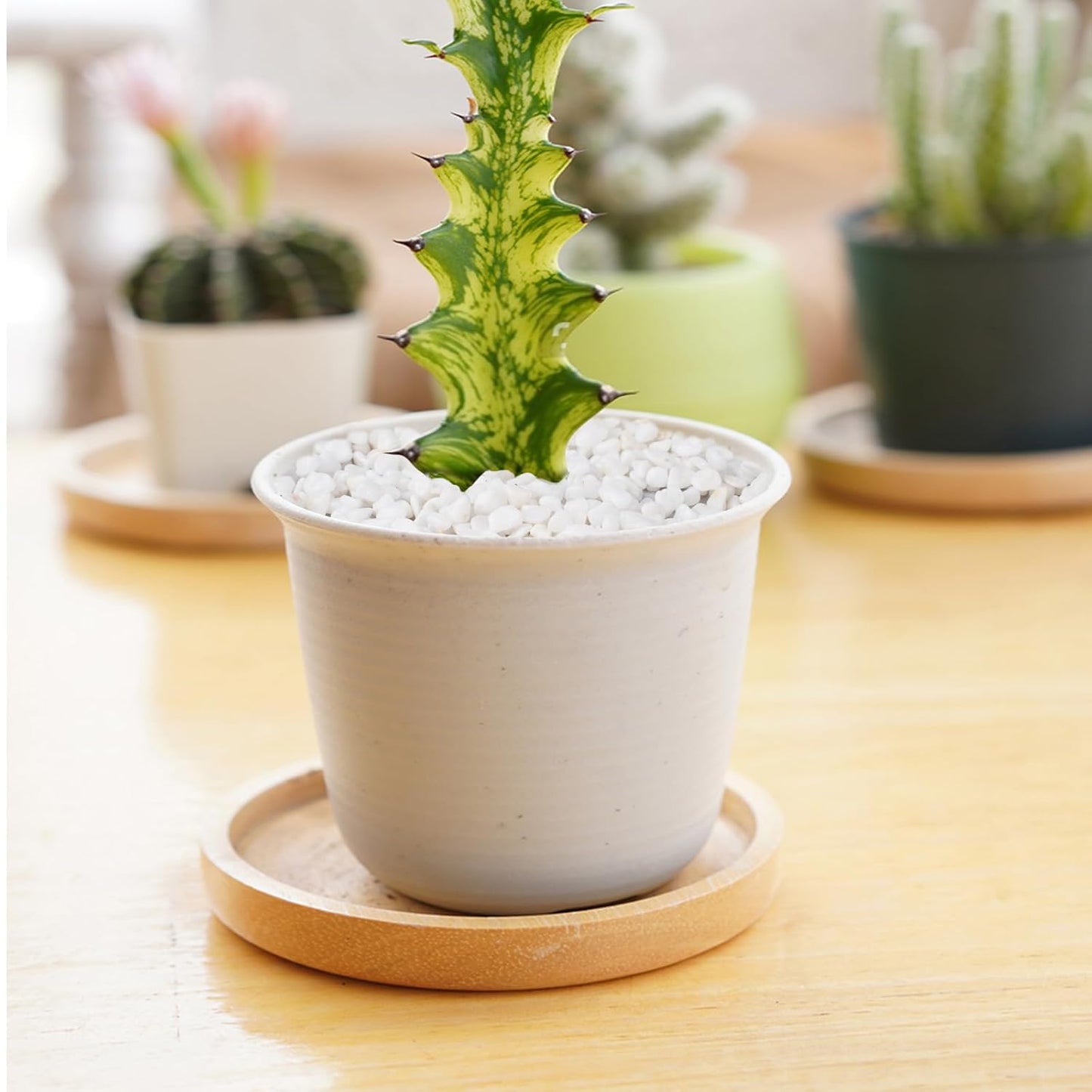 2.5 lbs White Aquarium Gravel, 1/5 Inch White Rocks for Plants, Small Pebbles for Vases, Succulents, Bamboo, Natural Decorative Pebbles for Plants Drainage, Cactus, Crafts