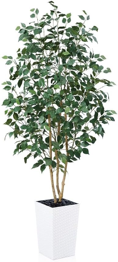 VeriNatural 6ft Artificial Ficus Tree-Tall Faux Tree with Pebbles & Planter UV Resistant Potted Fake Plant with Silk Leaves & Real Wood Trunk-Indoor Outdoor Floor Plant for Home,Living Room,VN129