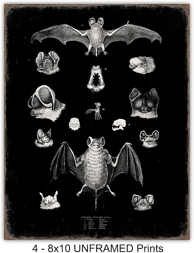 Black Bats Gothic Wall Decor - Vintage Retro Wall Art & Decor - Room or Home Decor - Hipster decoration - Horror Vampire bat Gift - Creepy Scary Anatomical Picture Poster print Set 8x10 UNFRAMED