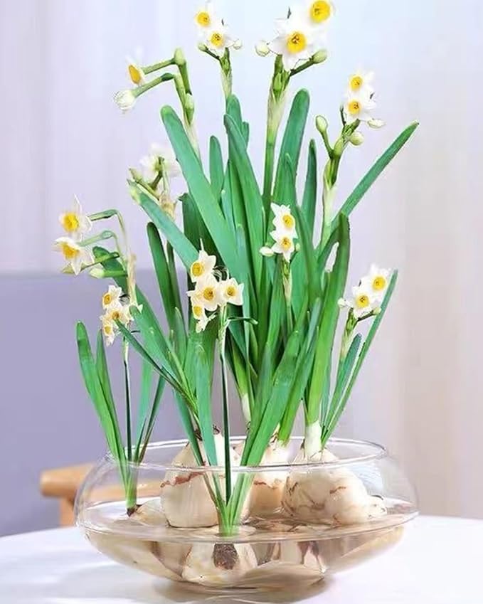 Lotus Bowl Planter 10-Inches Clear Glass Lotus Flower Bowl Indoor Hydroponic Aquatic Plant Bonsai Terrarium No Drainage Hole Table Centerpiece Large