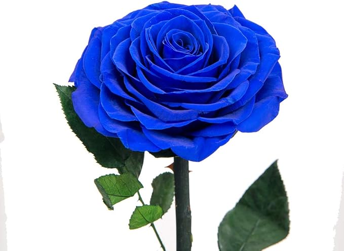 Preserved Roses Handmade Rose in Glass Dome, Preserved Flowers Never Withered Romantic Gifts for Her, Mother's Day, Birthday Gifts for Women (9 inch, Blue)