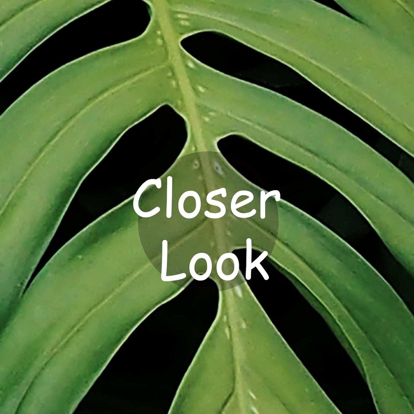 Tropical Monstera Wallpaper Banana Leaf Wall Mural Wallpaper for Living Room Bedroom TV Background Wall Covering(Not Peel n' Stick)