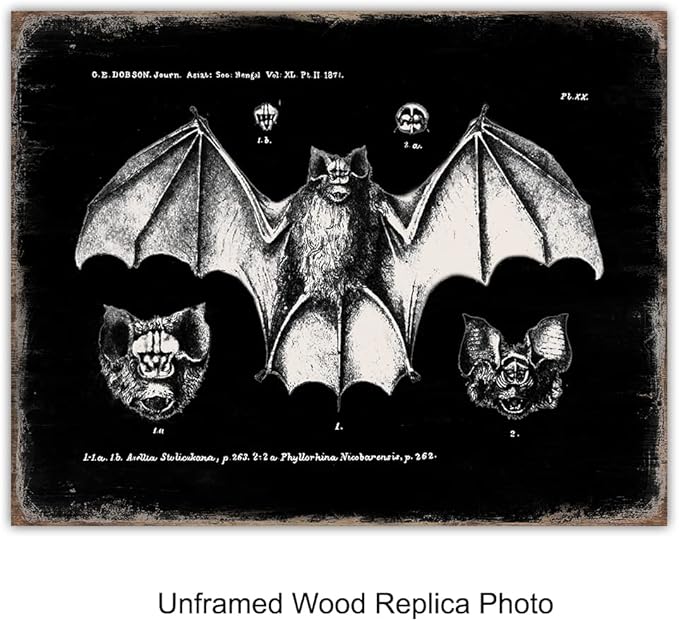 Black Bats Gothic Wall Decor - Vintage Retro Wall Art & Decor - Room or Home Decor - Hipster decoration - Horror Vampire bat Gift - Creepy Scary Anatomical Picture Poster print Set 8x10 UNFRAMED