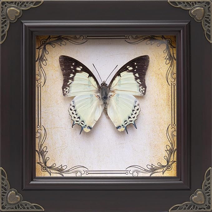 Handmade Real Butterfly Taxidermy Framed - 5-Piece Gift Set for Mother's Day - Gothic Home Decor and Vintage Frame - Butterflies Taxidermy Shadow Box Collection (Great Nawab Butterfly)