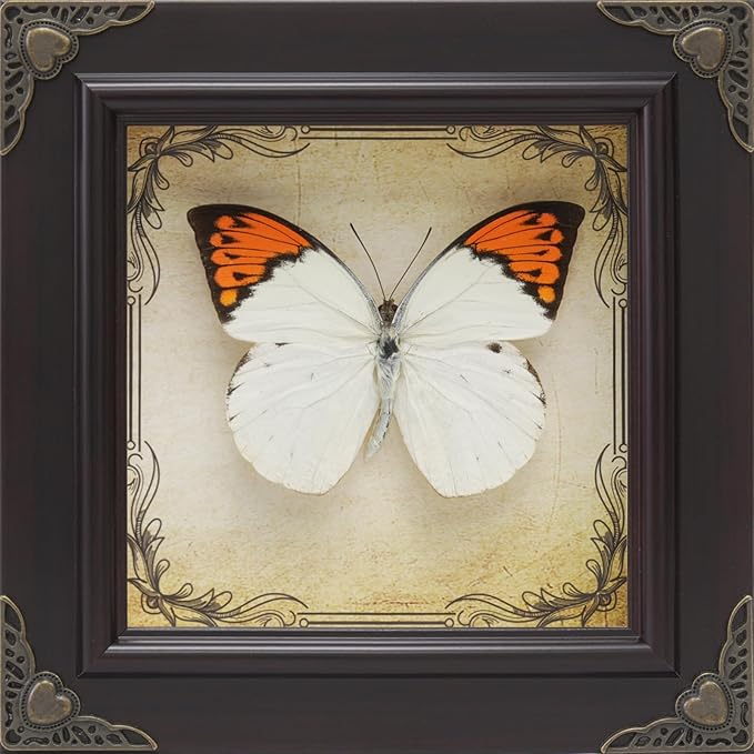 Handmade Real Butterfly Taxidermy Framed - 5-Piece Gift Set for Mother's Day - Gothic Home Decor and Vintage Frame - Butterflies Taxidermy Shadow Box Collection (Great Orange Tip Butterfly)