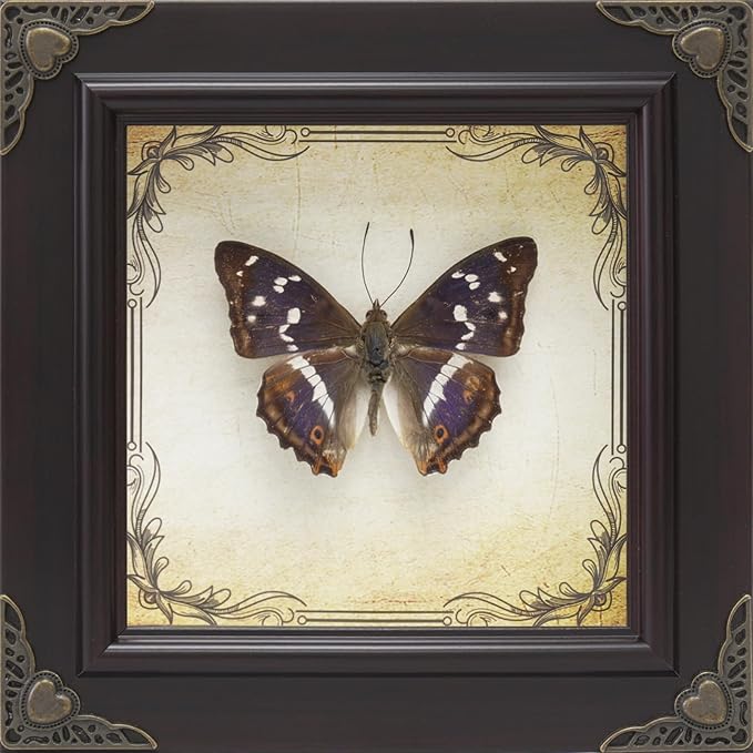 Handmade Real Butterfly Taxidermy Framed - 5-Piece Gift Set for Mother's Day - Gothic Home Decor and Vintage Frame - Butterflies Taxidermy Shadow Box Collection (Purple Emperor Butterfly)