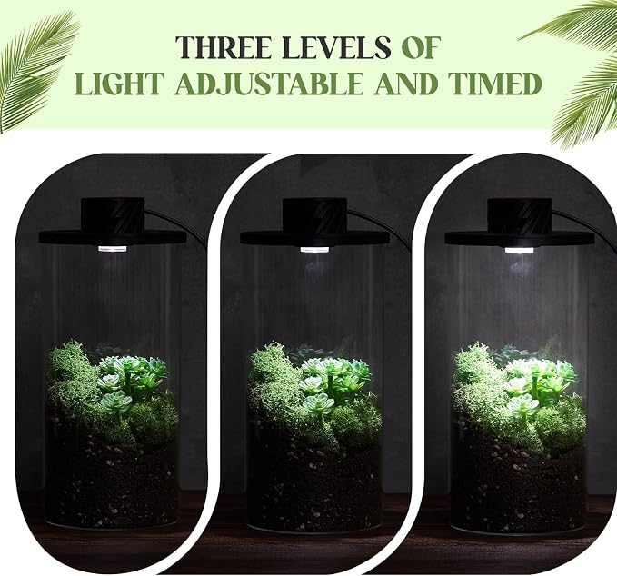 Maxdot Glass Plant Terrarium Kit with LED Grow Light, Desk Terrarium for Venus Fly Trap, Succulents, Moss & Miniature Garden, Borosilicate Glass Desktop Planter for Home Office(7.9 x 3.9 Inch)