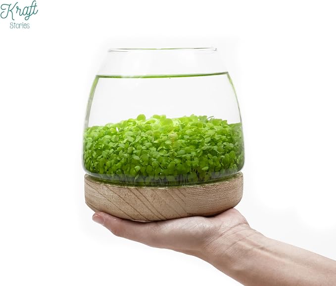 Kraftstories Water Terrarium Kit with 5.9” Glass Bowl, Substrate and Seeds | Create Your Own Indoor Garden | DIY Complete Set for Simple, Stunning Growth Unique Gift for Nature Lover | Desktop Decor