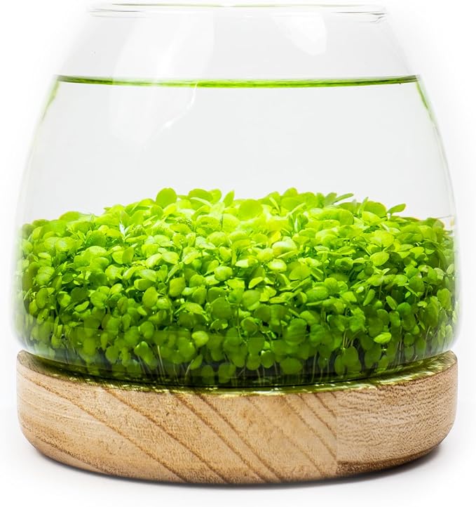 Kraftstories Water Terrarium Kit with 5.9” Glass Bowl, Substrate and Seeds | Create Your Own Indoor Garden | DIY Complete Set for Simple, Stunning Growth Unique Gift for Nature Lover | Desktop Decor