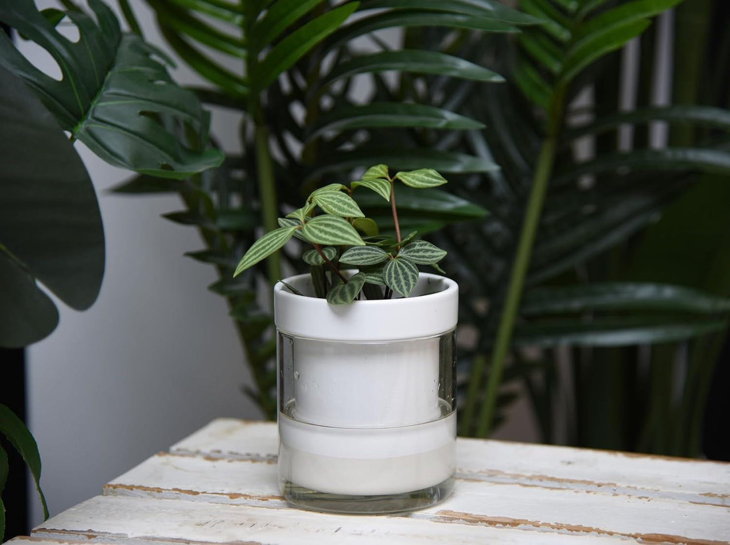 Phoenix Vine 4 Inch Self Watering Planter, White Terracotta Clay Pot with Glass Reservoir for Indoor Plants, Herbs, Flowers, Set of 4, 52-B-E-4