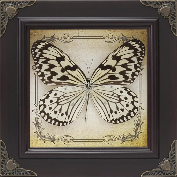 Handmade Real Butterfly Taxidermy Framed - 5-Piece Gift Set for Mother's Day - Gothic Home Decor and Vintage Frame - Butterflies Taxidermy Shadow Box Collection (Paper Kite Butterfly)