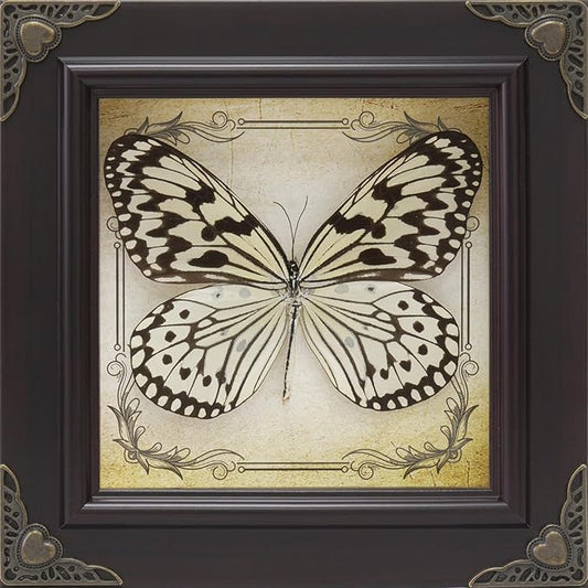 Handmade Real Butterfly Taxidermy Framed - 5-Piece Gift Set for Mother's Day - Gothic Home Decor and Vintage Frame - Butterflies Taxidermy Shadow Box Collection (Paper Kite Butterfly)