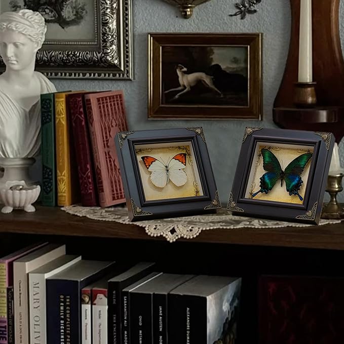 Handmade Real Butterfly Framed with 5 Pieces Gift Set - Gothic Home Decor and Vintage Frame - Butterflies Taxidermy Shadow Box Collection (Green-Banded Queen Butterfly)