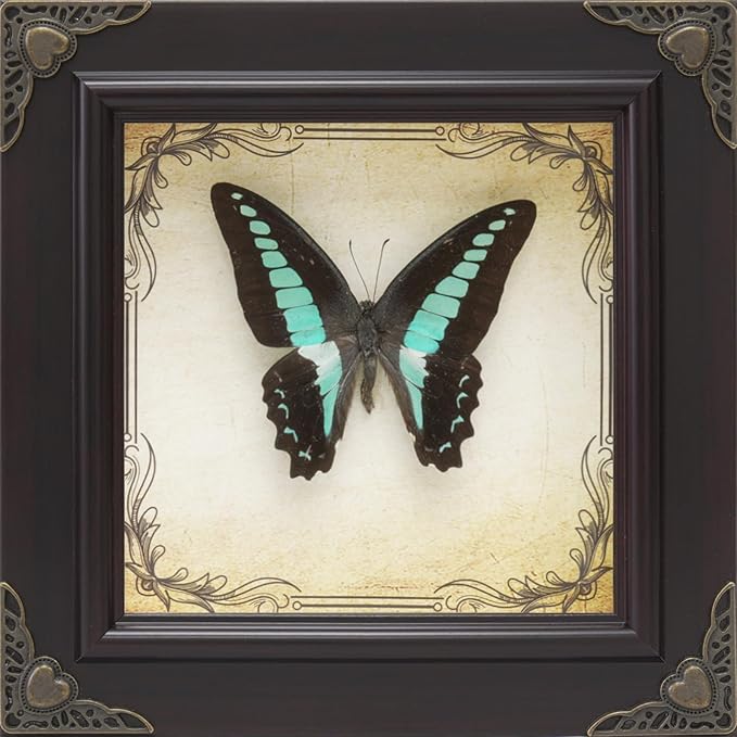 Handmade Real Butterfly Taxidermy Framed - 5-Piece Gift Set for Mother's Day - Gothic Home Decor and Vintage Frame - Butterflies Taxidermy Shadow Box Collection (Bluebottle Butterfly)