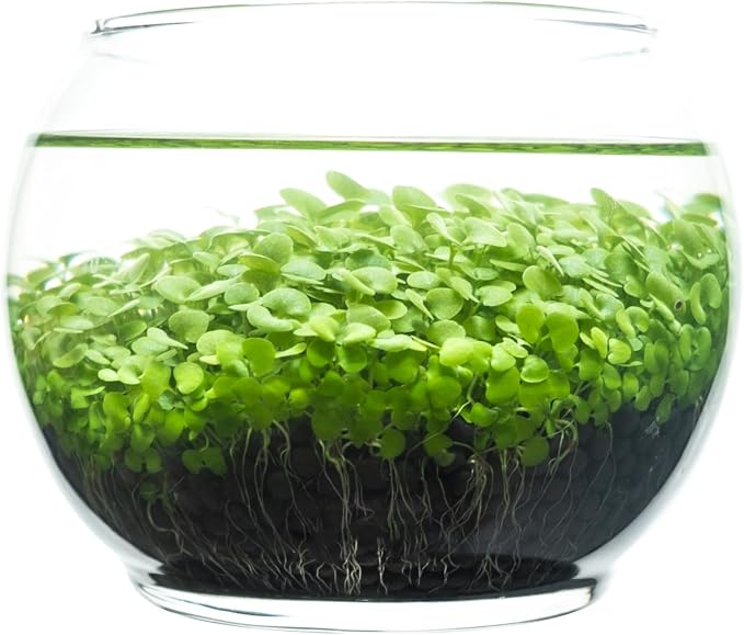 Kraftstories Water Terrarium Kit with Mini Glass Bowl, substrate and seeds | Create Your Own Indoor Garden| DIY Complete Set for Simple, Stunning Growth Unique Gift for nature lover (3.75" H - 4.5" W)