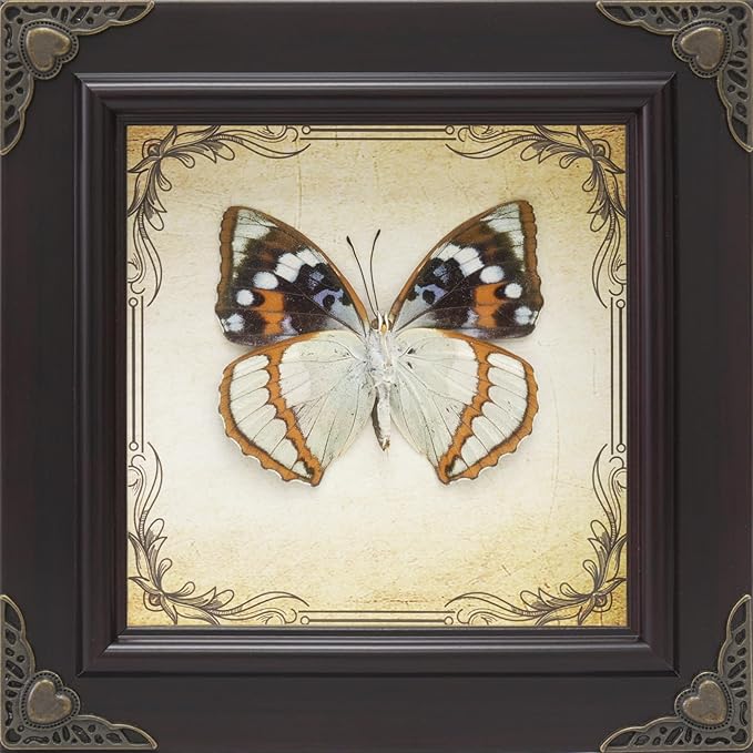 Handmade Real Butterfly Taxidermy Framed - 5-Piece Gift Set for Mother's Day - Gothic Home Decor and Vintage Frame - Butterflies Taxidermy Shadow Box Collection (Schrenck's Emperor Butterfly)