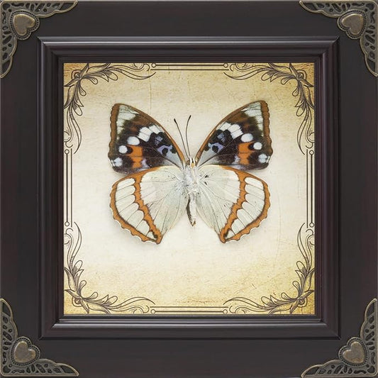 Handmade Real Butterfly Taxidermy Framed - 5-Piece Gift Set for Mother's Day - Gothic Home Decor and Vintage Frame - Butterflies Taxidermy Shadow Box Collection (Schrenck's Emperor Butterfly)