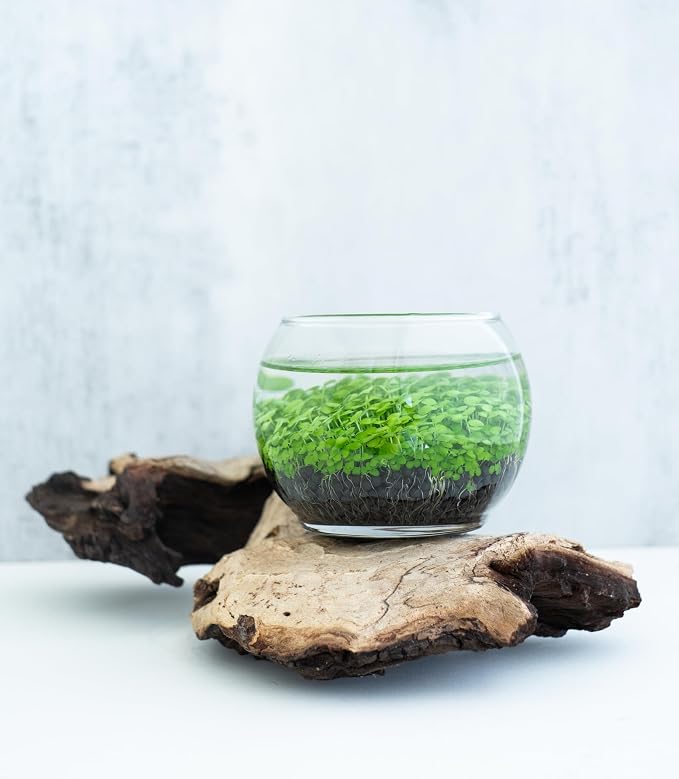 Kraftstories Water Terrarium Kit with Mini Glass Bowl, substrate and seeds | Create Your Own Indoor Garden| DIY Complete Set for Simple, Stunning Growth Unique Gift for nature lover (3.75" H - 4.5" W)