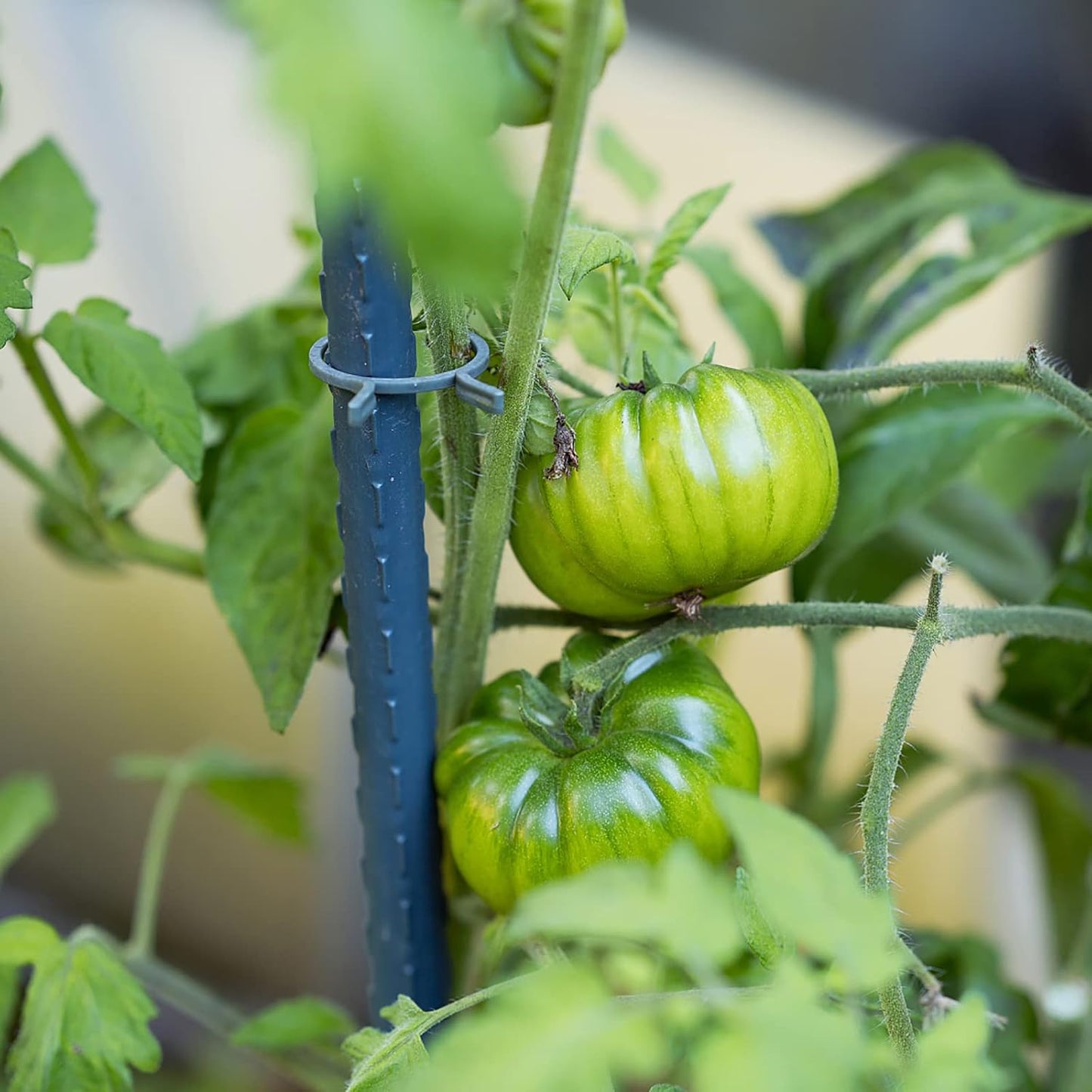 Garden Plant Stakes 24 Inch 2Ft Steel Plant Stick Support, 25 Pack Tomato Stakes for Growing Climbing Plants