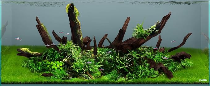 LANDEN Panna Natural Driftwood for Aquarium Decor Freshwater Fish Tank(12-16 inches, 30-40cm) 4pcs Terrariums Vivariums Reptile and Amphibian Enclosures Lizard Bearded Dragon Tortoise Various Shapes