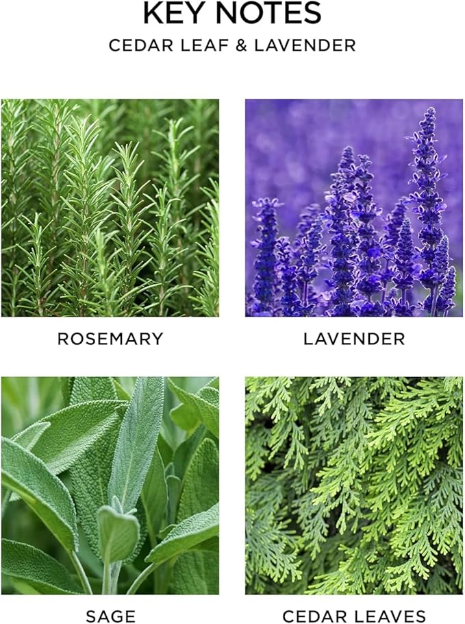 NEST New York Smart Home Fragrance Diffuser Refill Smart Vials, Cedar Leaf & Lavender - Set of 2 - Designed for NEST x Pura 3 and NEST x Pura 4 Diffusers - Cruelty Free, Vegan