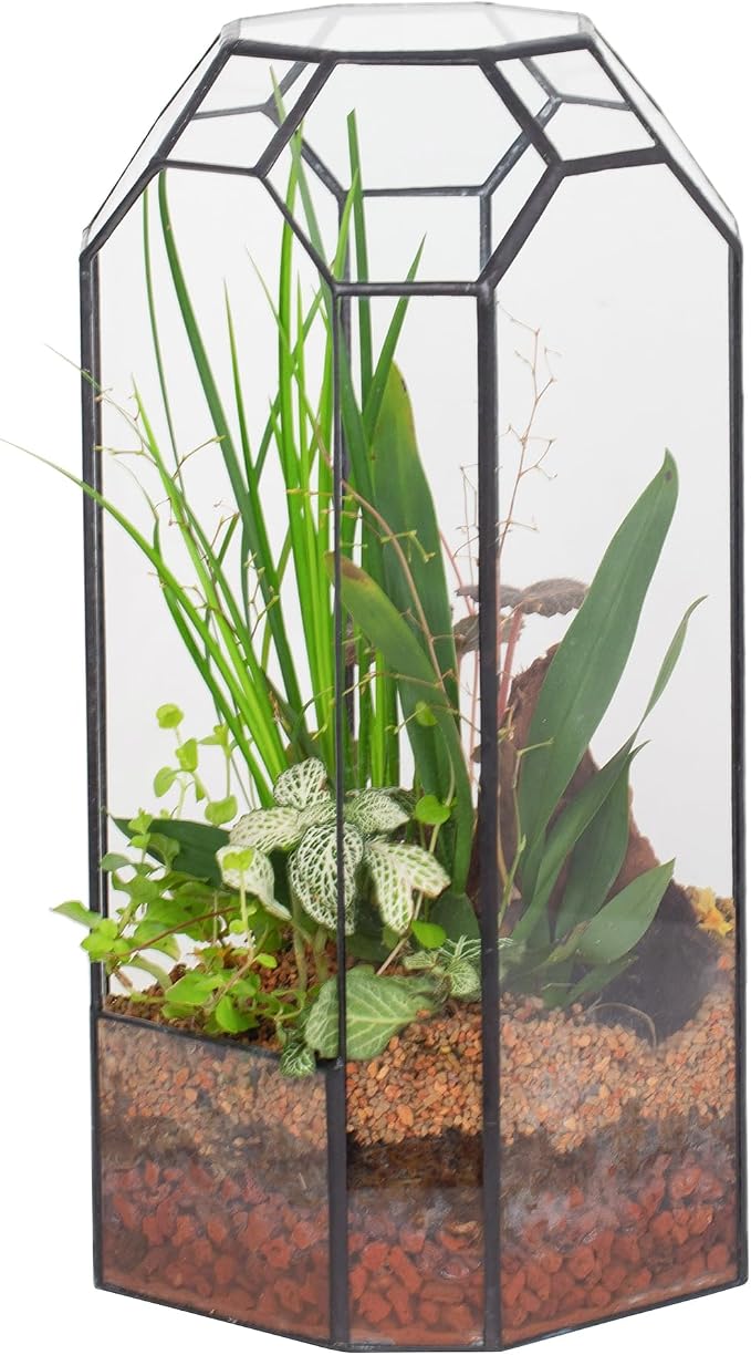 NCYP No Door Glass Geometric Octagon Open Terrarium 5.5"x5.5"x12.8" | Glass Planter for Tall Plants, Orchid, Small Begonia Pitcher, Home Garden Office Decor, Micro landscape (Terrarium Only)
