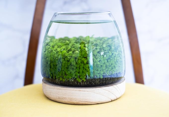 Kraftstories Water Terrarium Kit with 5.9” Glass Bowl, Substrate and Seeds | Create Your Own Indoor Garden | DIY Complete Set for Simple, Stunning Growth Unique Gift for Nature Lover | Desktop Decor