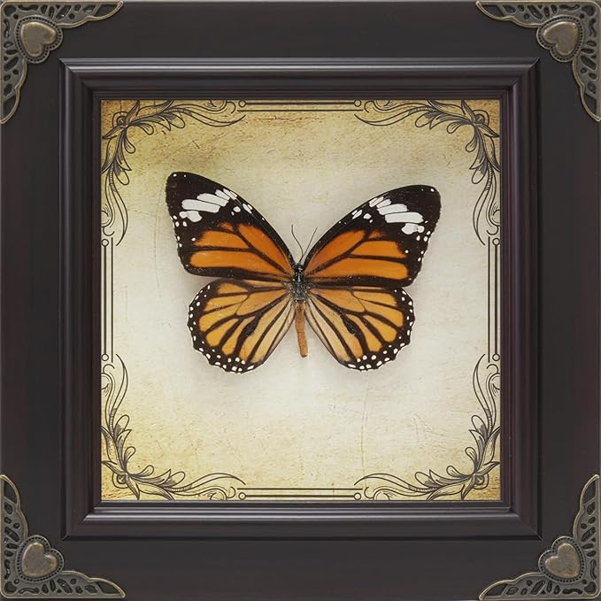 Handmade Real Butterfly Taxidermy Framed - 5-Piece Gift Set for Mother's Day - Gothic Home Decor and Vintage Frame - Butterflies Taxidermy Shadow Box Collection (Tiger Butterfly)