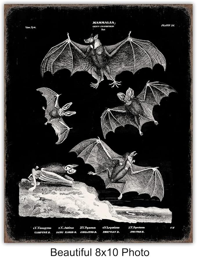 Black Bats Gothic Wall Decor - Vintage Retro Wall Art & Decor - Room or Home Decor - Hipster decoration - Horror Vampire bat Gift - Creepy Scary Anatomical Picture Poster print Set 8x10 UNFRAMED