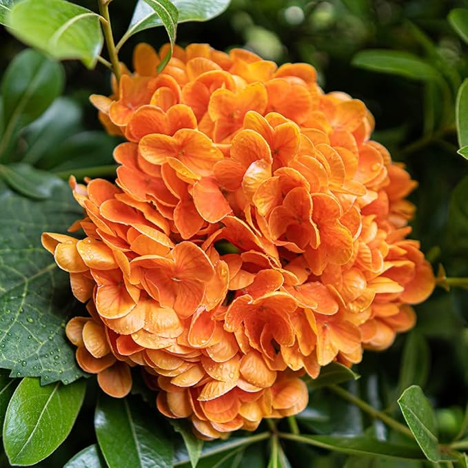 DUYONE 3PCS 22 inch Realistic Artificial Hydrangea Large Flowers Artificial Flowers Dry Flowers Outdoor Wedding Christmas Office Family Party Living Room Table Decoration (Orange)