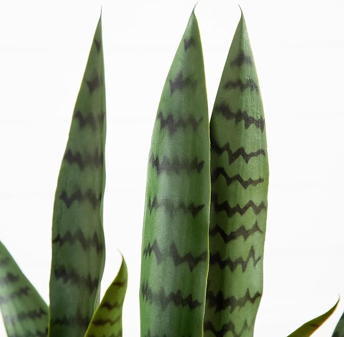 Nearly Natural 2-ft Artificial Snake Plant for Outdoors, Indoor/Outdoor UV Resistant Sansevieria, 24-in Faux Snake Plant for Outdoor Porch and Deck Decor in White Decorative Planter