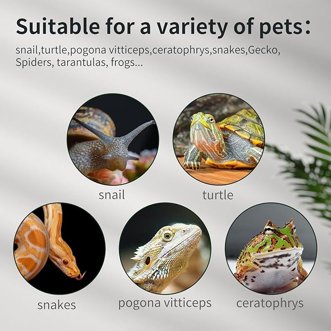 Reptile Glass Terrarium Tank 12 * 12 * 8" Full View with Top Ventilation, Amphibians Habitat Enclosure Cage for Frog,Spiders,Dubia Cockroach,Praying Mantis,Cricket,Tarantula,Hermit Crab