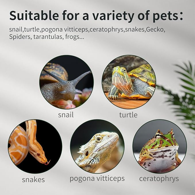 Reptile Glass Terrarium Tank 12"*8"*6",Small Cage Full View with Top Screen Ventilation Habitat Enclosure for Tarantula,Frog,Gecko,Insects,Spiders,Snakes,Hermit Crab,Turtle,Fish