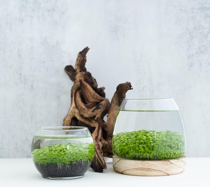 Kraftstories Water Terrarium Kit with 5.9” Glass Bowl, Substrate and Seeds | Create Your Own Indoor Garden | DIY Complete Set for Simple, Stunning Growth Unique Gift for Nature Lover | Desktop Decor