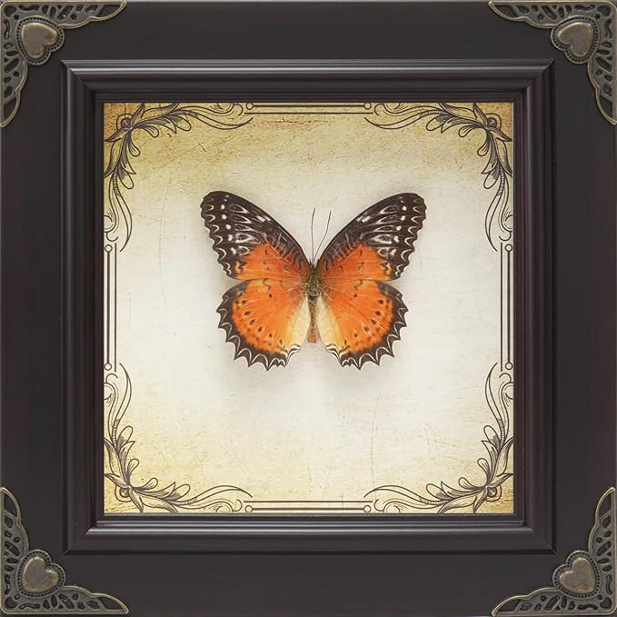 Handmade Real Butterfly Taxidermy Framed - 5-Piece Gift Set for Mother's Day - Gothic Home Decor and Vintage Frame - Butterflies Taxidermy Shadow Box Collection (Red Lacewing Butterfly)