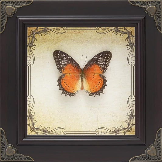 Handmade Real Butterfly Taxidermy Framed - 5-Piece Gift Set for Mother's Day - Gothic Home Decor and Vintage Frame - Butterflies Taxidermy Shadow Box Collection (Red Lacewing Butterfly)
