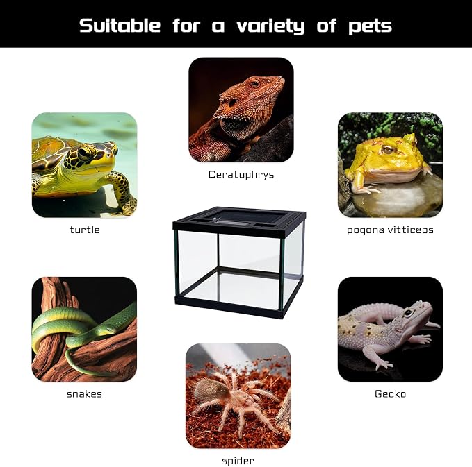 Mini Reptile Glass Terrarium Tank 8 * 8 * 6" Full View, Amphibians Habitat Enclosure Cage for Frog,Spiders,Dubia Cockroach,Praying Mantis,Cricket,Tarantula,Hermit Crab