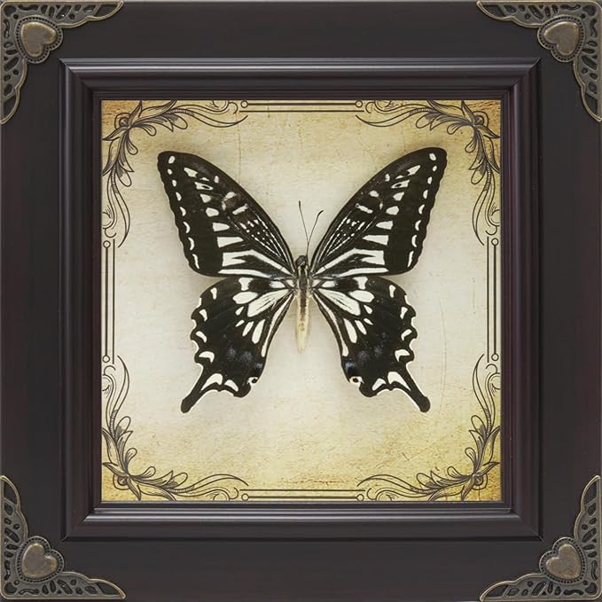 Handmade Real Butterfly Framed with 5 Pieces Gift Set - Gothic Home Decor and Vintage Frame - Butterflies Taxidermy Shadow Box Collection (Swallowtail Butterfly)