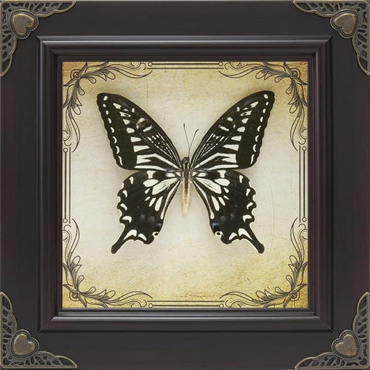 Handmade Real Butterfly Framed with 5 Pieces Gift Set - Gothic Home Decor and Vintage Frame - Butterflies Taxidermy Shadow Box Collection (Swallowtail Butterfly)