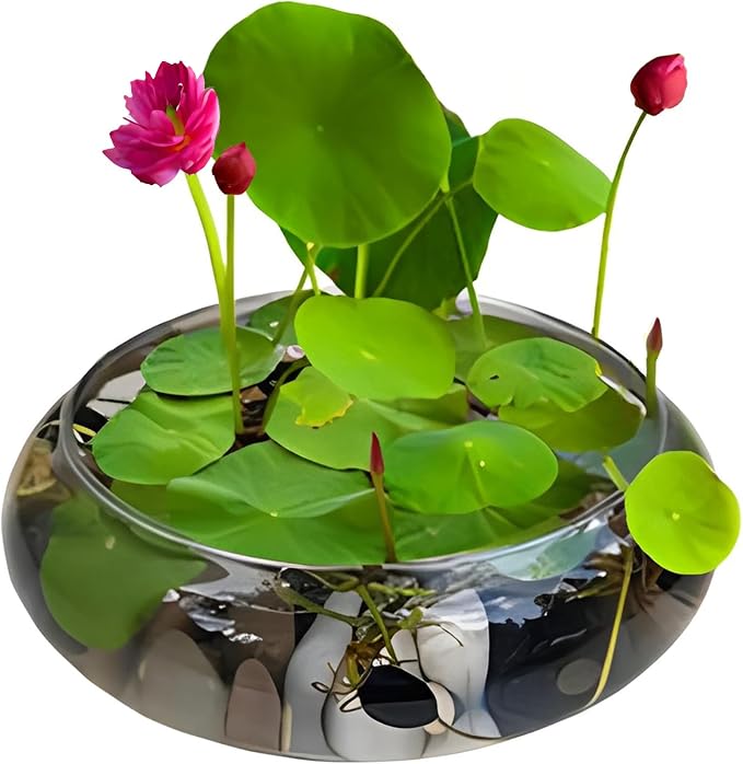 Lotus Bowl Planter 6-Inches Clear Glass Lotus Flower Bowl Indoors Hydroponic Aquatic Plant Bonsai Terrarium No Drainage Hole Table Centerpiece Small